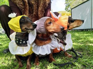 В Санкт-Петербурге На Такс-параде наградили жертву злоумышленников и собаку-самолет.