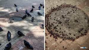 В Нижнем Новгороде стали замечать полчища огромных тараканов в разных районах города