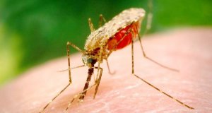 Ученые создали грибок, уничтожающий 99% популяции малярийных комаров