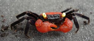 Авторы GandCrab прекращают работу: они уверяют, что украли достаточно