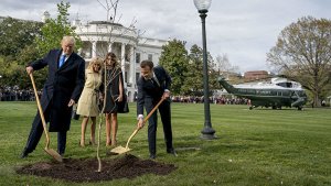 Посаженный Трампом и Макроном дуб погиб.