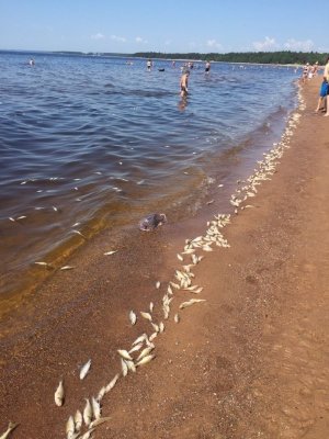 В Финском заливе массово гибнет рыба.