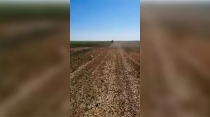 Полчища саранчи несут опустошение полям в Волгоградской области