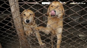 При мэрии Воронежа создали совет по вопросам обращения с бездомными животными