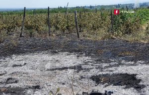 В Грузии загорелись виноградники