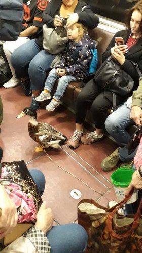 В петербургском метро вновь заметили утку-попрошайку.