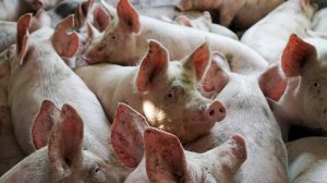 Россельхознадзор обнаружил случаи сокрытия вспышек болезней у животных в регионах