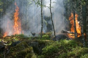 Площадь лесных пожаров на Чукотке достигла почти 14 тысяч га