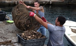 В России резко выросло производство и потребление устриц