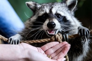 В поездах дальнего следования разрешили провозить енотов и ежей