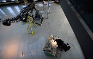В Китае впервые нашли окаменелый след тираннозавра