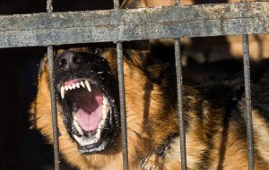 Власти утвердили перечень потенциально опасных пород собак