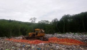 21 тонна яблок неустановленного происхождения была уничтожена в Псковской области