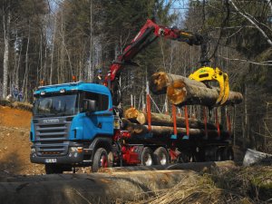 Медведев поручил конфисковывать орудия незаконных рубок леса
