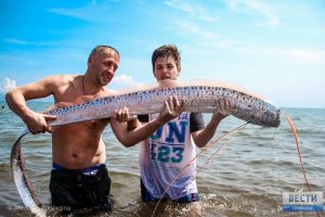 Ученые назвали сенсацией появление сельдяного короля у берегов Приморья