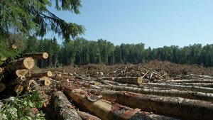 В Минпромторге считают запрет на экспорт леса в Китай нецелесообразным