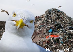 На фоне посадки в кукурузу. В аэропорту Пулково ликвидировали орнитологическую службу