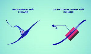 В МФТИ создали устройство для имитации биологической памяти