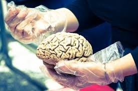 Ученые смогли вырастить искусственный мозг с "интеллектом" новорожденного ребенка