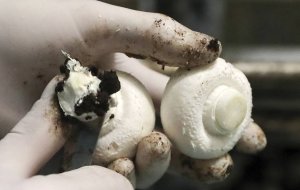Это удивляет: продукты, которые лучше не мыть перед приготовлением