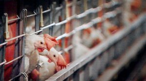 Европейская гражданская инициатив о запрете клеток и ящиков для сельскохозяйственных животных в ЕС собрала 1,5 млн подписей