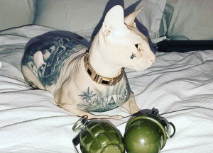 Кот в воровских наколках пропал на Урале