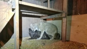 Женщина занималась незаконным ввозом волков из России в Финляндию – материалы уголовного дела переданы в прокуратуру