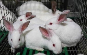 Спаривающиеся кролики доказали эволюционное происхождение женского оргазма