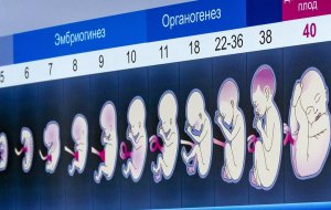 У человеческих зародышей нашли исчезнувшие в ходе эволюции мышцы