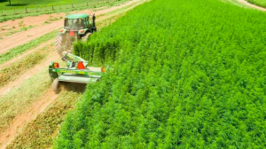 Коноплю начнут выращивать и перерабатывать в Солнечногорске