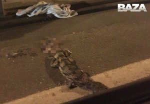Фура раздавила крокодила, перебегавшего трассу в Подмосковье.