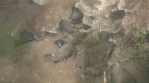 Шесть слонов погибли, пытаясь вытащить упавшего в водопад слоненка. Сотрудники нацпарка Таиланда разрабатывают план спасения оставшихся