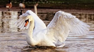 В Омске неизвестные убили лебедя, который остался зимовать на озере