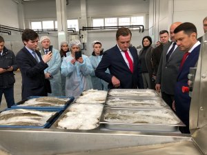Пелагическая путина: добыча иваси, скумбрии и сайры выросла на 54% к прошлому году - порог в 100 тыс. тонн преодолен