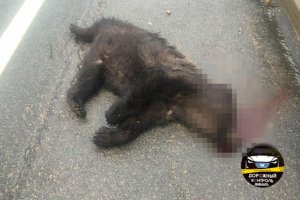 На дороге в Ленобласти погиб медвежонок