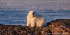Учёные посчитали белых медведей на острове Врангеля