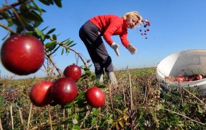 Ученые назвали природные ГМО-растения