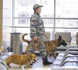 Рыжий-рыжий коп. Единственный в России полицейский корги живёт в Нижнем Новгороде и служит в транспортной полиции. Преступников не задерживает, зато умеет здорово искать наркотики