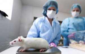 Крыс, которые умели диагностировать рак, научили выявлять еще и туберкулез