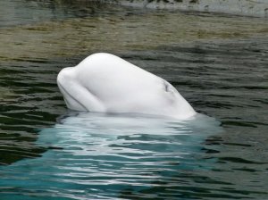 Экологи заявили об угрозе белухам со стороны северокорейских браконьеров