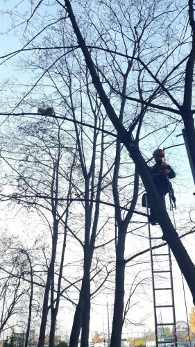 В Петербурге вороны загнали на верхушку липы кота «с неясными намерениями». Спасения он ждал двое суток