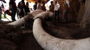 Ученые думали, что древние люди не умели ловить мамонтов. Древние люди оказались умнее