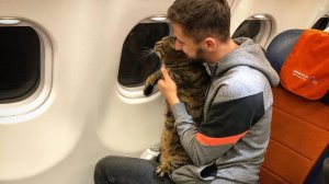 «Аэрофлот» лишил бонусных баллов пассажира с толстым котом
