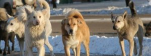 Больше тысячи бездомных собак отловили в Нижнем Тагиле с начала года