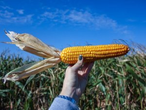Польша хочет лишить Украину преференций для поставок в ЕС зерна и кукурузы