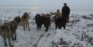 Чукотские полицейские пересядут на собачьи упряжки