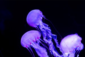 Медузы могут дать всему миру дешевое освещение