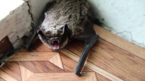 Живодерня / Это ШОК - как оказалось в ПОДМОСКОВЬЕ работает отель "Дохлый пес" 18+