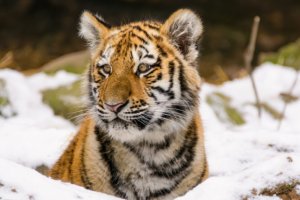 В Приморском крае обнаружили трех тигрят без матери