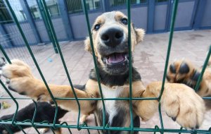 Дружелюбие пса стало причиной смерти его хозяина